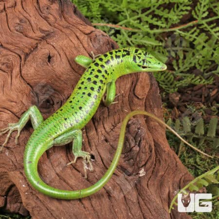 Philippine Emerald Tree Skinks For Sale - Underground Reptiles