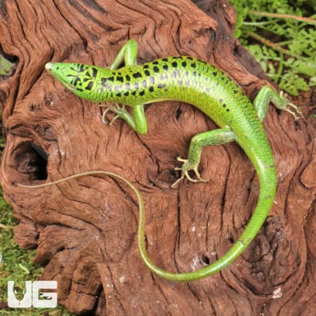 Phillipine Emerald Tree Skinks For Sale - Underground Reptiles