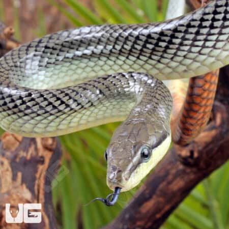 "Platinum" Red Tail Green Ratsnake For Sale - Underground Reptiles