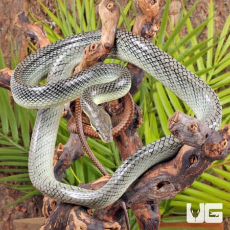 "Platinum" Red Tail Green Ratsnake For Sale - Underground Reptiles