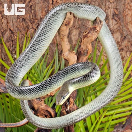 "Platinum" Red Tail Green Ratsnake For Sale - Underground Reptiles