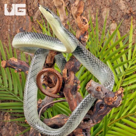 "Platinum" Red Tail Green Ratsnake For Sale - Underground Reptiles