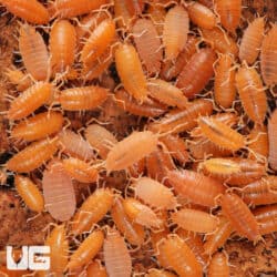 Porcellionides Pruinosus Powder Orange Isopods (Porcellionides priunosus) For Sale - Underground Reptiles