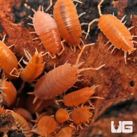 Porcellionides Pruinosus Powder Orange Isopods (Porcellionides priunosus) For Sale - Underground Reptiles