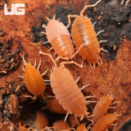 Porcellionides Pruinosus Powder Orange Isopods (Porcellionides priunosus) For Sale - Underground Reptiles