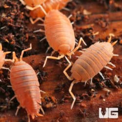 Porcellionides Pruinosus Powder Orange Isopods (Porcellionides priunosus) For Sale - Underground Reptiles