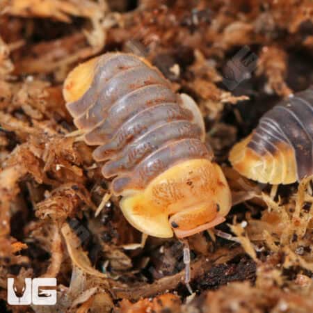 Rubber Ducky Isopods (Cubaris Sp. Rubber Ducky) For Sale - Underground Reptiles