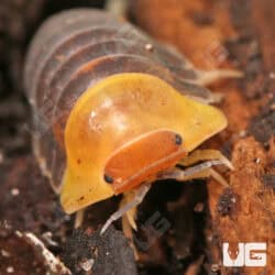 Rubber Ducky Isopods (Cubaris Sp. Rubber Ducky) For Sale - Underground Reptiles