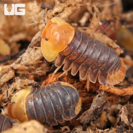 Rubber Ducky Isopods (Cubaris Sp. Rubber Ducky) For Sale - Underground Reptiles