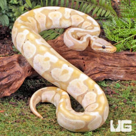 Super Pastel Banana Ball Python For Sale - Underground Reptiles