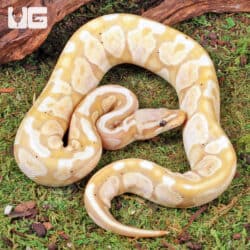 Super Pastel Banana Ball Python For Sale - Underground Reptiles