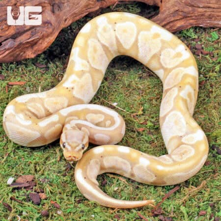 Super Pastel Banana Ball Python For Sale - Underground Reptiles
