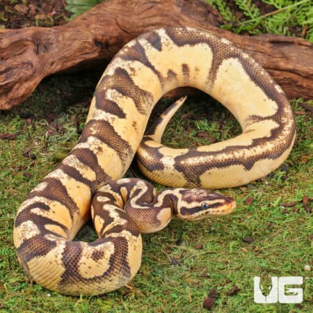 Super Pastel Orange Dream Calico Ball Python For Sale - Underground Reptiles
