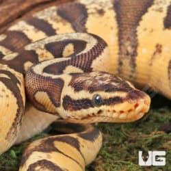 Super Pastel Orange Dream Calico Ball Python For Sale - Underground Reptiles