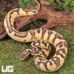 Super Pastel Orange Dream Calico Ball Python For Sale - Underground Reptiles