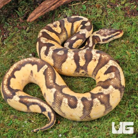Super Pastel Orange Dream Calico Ball Python For Sale - Underground Reptiles