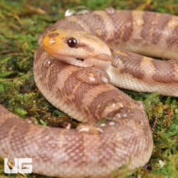 T- Albino Puff Faced Water Snake (Homalopsis buccata) For Sale - Underground Reptiles