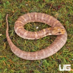 T- Albino Puff Faced Water Snake (Homalopsis buccata) For Sale - Underground Reptiles