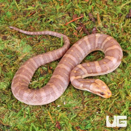 T- Albino Puff Faced Water Snake (Homalopsis buccata) For Sale - Underground Reptiles