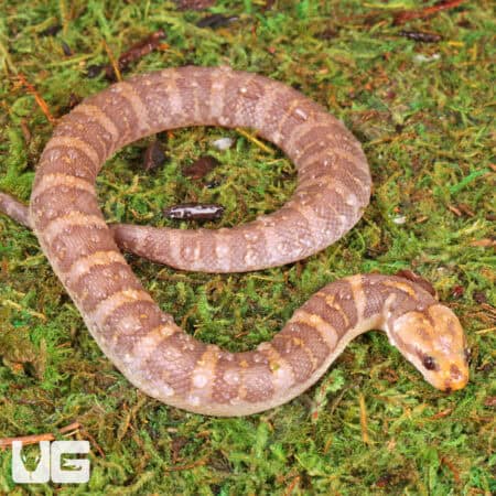 T- Albino Puff Faced Water Snake (Homalopsis buccata) For Sale - Underground Reptiles