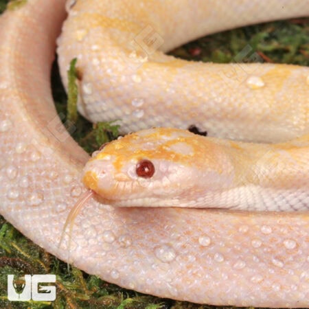 T+ Albino Puff Faced Water Snake (Homalopsis buccata) For Sale - Underground Reptiles
