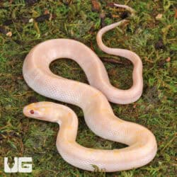 T+ Albino Puff Faced Water Snake (Homalopsis buccata) For Sale - Underground Reptiles