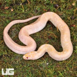 T+ Albino Puff Faced Water Snake (Homalopsis buccata) For Sale - Underground Reptiles