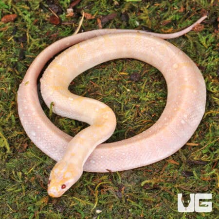T+ Albino Puff Faced Water Snake (Homalopsis buccata) For Sale - Underground Reptiles