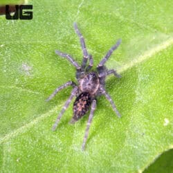 Tanzanian Dwarf Purple Tarantula For Sale - Underground Reptiles