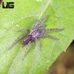 Tanzanian Dwarf Purple Tarantula For Sale - Underground Reptiles