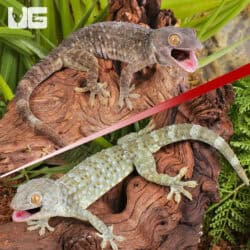 Tokay Geckos For Sale - Underground Reptiles