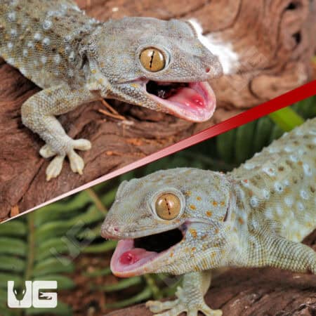 Tokay Geckos For Sale - Underground Reptiles