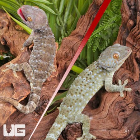 Tokay Geckos For Sale - Underground Reptiles