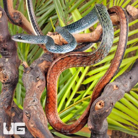 Tricolor White Bellied Ratsnakes for sale - Underground Reptiles