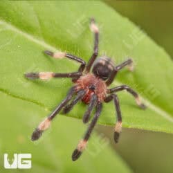 Venezuelan Suntiger Tarantula For Sale - Underground Reptiles