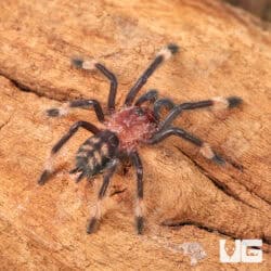 Venezuelan Suntiger Tarantula For Sale - Underground Reptiles