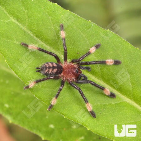 Venezuelan Suntiger Tarantula For Sale - Underground Reptiles
