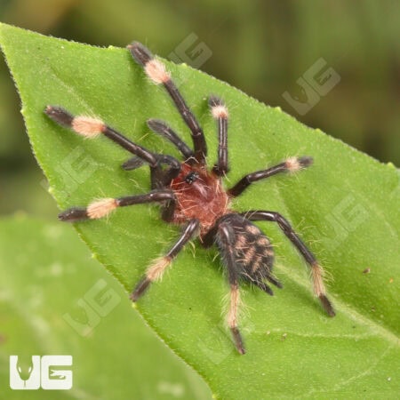 Venezuelan Suntiger Tarantula For Sale - Underground Reptiles
