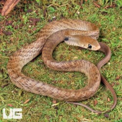 Yearling Blacktail Cribo For Sale - Underground Reptiles