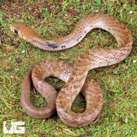 Yearling Blacktail Cribo For Sale - Underground Reptiles