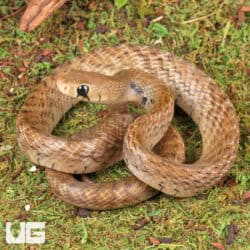 Yearling Blacktail Cribo For Sale - Underground Reptiles