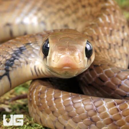 Yearling Blacktail Cribo For Sale - Underground Reptiles