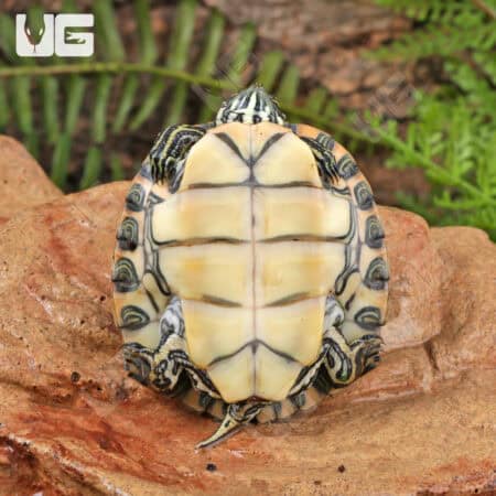 Yearling Rio Grande Gorzugi Cooter Turtles For Sale - Underground Reptiles