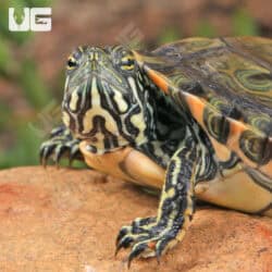 Yearling Rio Grande Gorzugi Cooter Turtles For Sale - Underground Reptiles