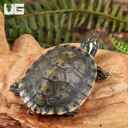 Yearling Rio Grande Gorzugi Cooter Turtles For Sale - Underground Reptiles