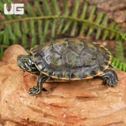 Yearling Rio Grande Gorzugi Cooter Turtles For Sale - Underground Reptiles