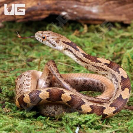 Baby Yellow x Everglades Ratsnakes For Sale - Underground Reptiles