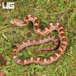 Baby Yellow x Everglades Ratsnakes For Sale - Underground Reptiles