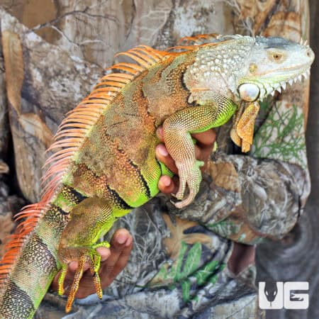 Adult White Head Green Iguana For Sale - Underground Reptiles