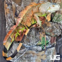 Adult White Head Green Iguana For Sale - Underground Reptiles